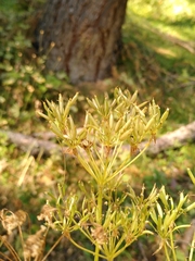 Chaerophyllum villarsii