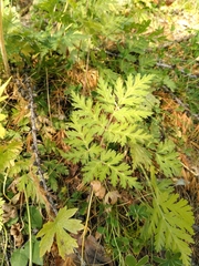 Chaerophyllum villarsii