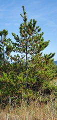 Pinus contorta contorta