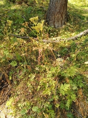 Chaerophyllum villarsii