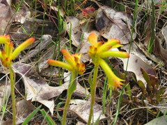 Anigozanthos humilis