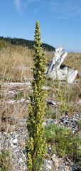 Artemisia campestris