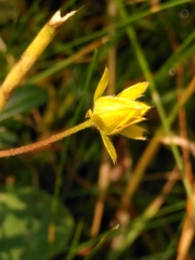 Potentilla aurea