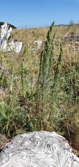 Artemisia campestris