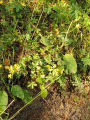Potentilla aurea