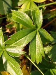 Potentilla aurea