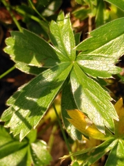 Potentilla aurea