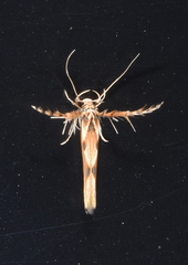 Stathmopoda stimulata