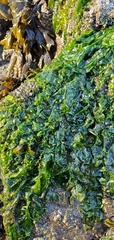Ulva