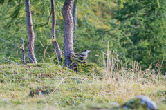 Nucifraga caryocatactes