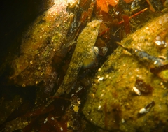 Favonigobius lateralis