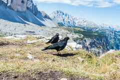 Pyrrhocorax graculus