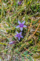 Gentianella anisodonta