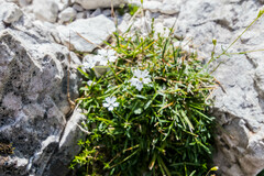 Heliosperma pusillum