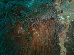 Heteractis magnifica