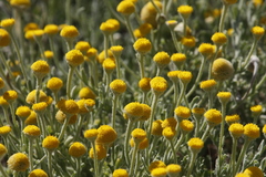Anthemis rigida