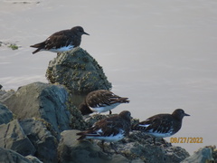 Arenaria melanocephala
