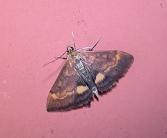 Pyrausta californicalis