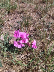 Lathyrus sylvestris