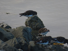 Arenaria melanocephala