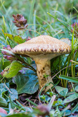 Suillus viscidus