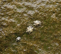 Patellogastropoda
