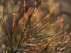 Allocasuarina distyla