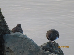 Arenaria melanocephala