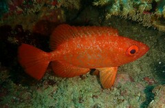 Heteropriacanthus carolinus