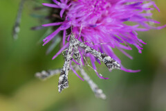 Amblyptilia punctidactyla