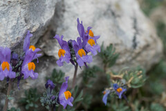 Linaria alpina