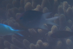 Acanthochromis polyacanthus