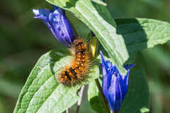 Acronicta auricoma