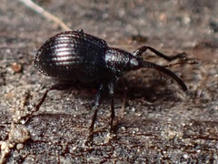 Apioninae