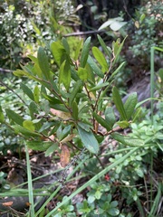 Chamaedaphne calyculata