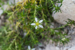 Moehringia ciliata