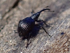 Apioninae
