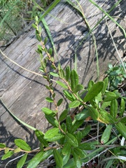 Chamaedaphne calyculata