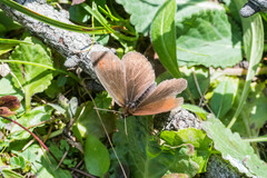 Erebia pronoe