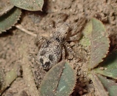 Habronattus