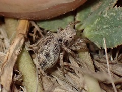 Habronattus