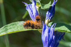 Acronicta auricoma