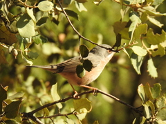 Curruca iberiae