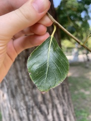 Magnoliopsida
