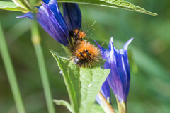 Acronicta auricoma