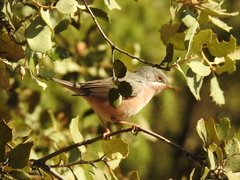 Curruca iberiae