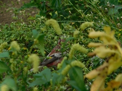 Carpodacus sibiricus