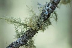Usnea dasopoga