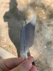 Columba palumbus