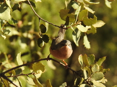 Curruca iberiae